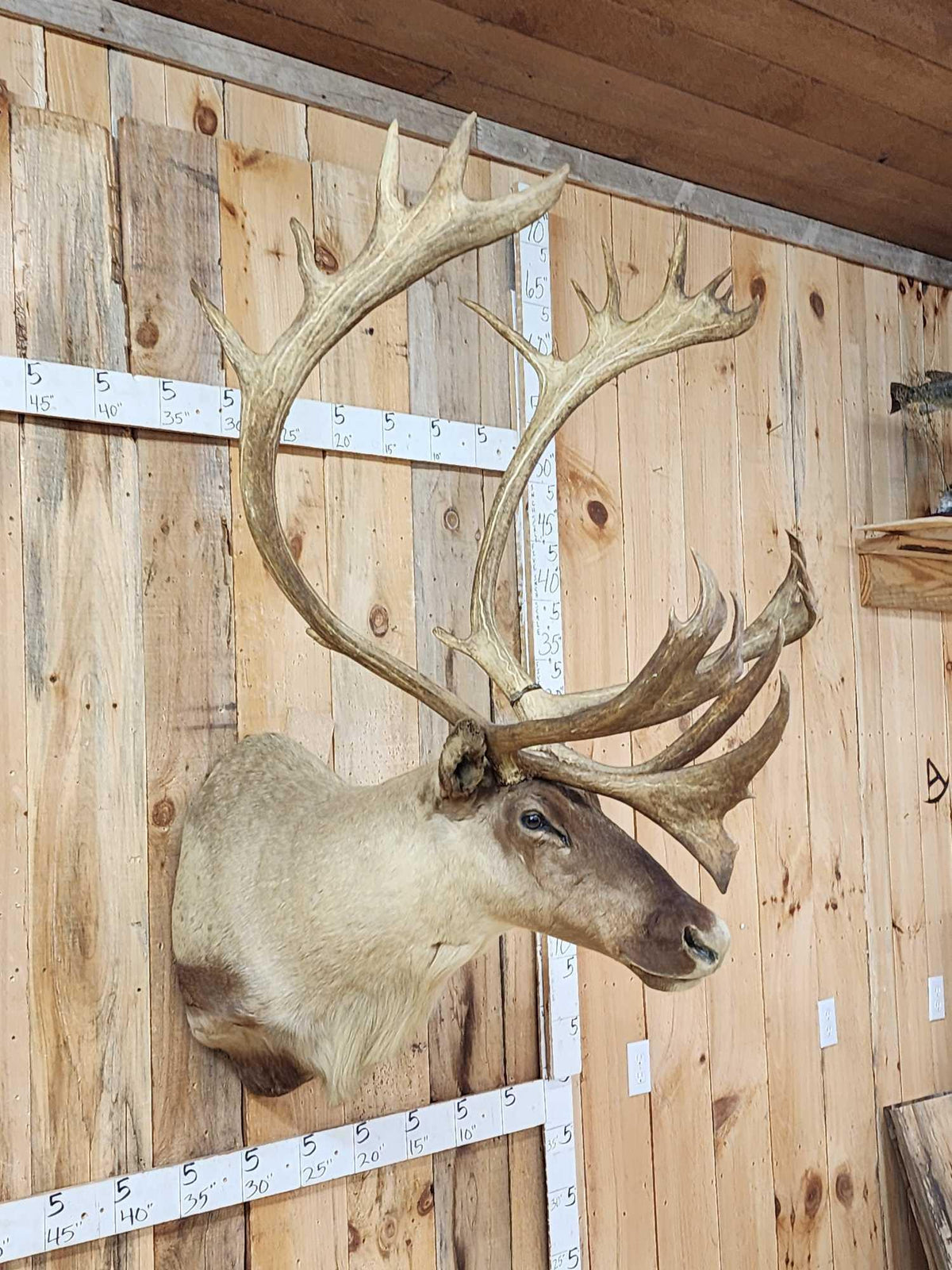 FH81 - Big Caribou Shoulder Mount Taxidermy