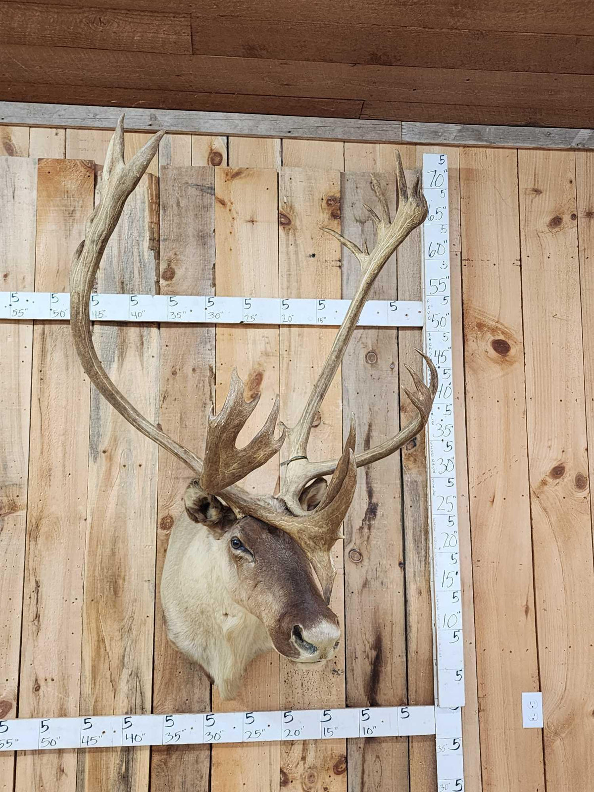 FH81 - Big Caribou Shoulder Mount Taxidermy