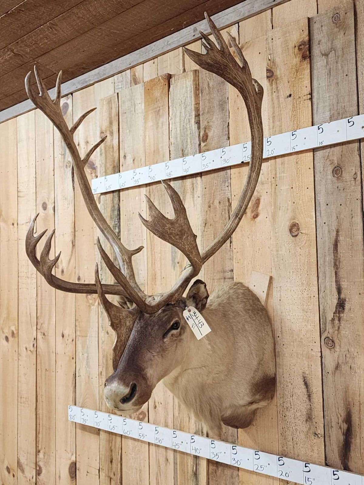 FH81 - Big Caribou Shoulder Mount Taxidermy