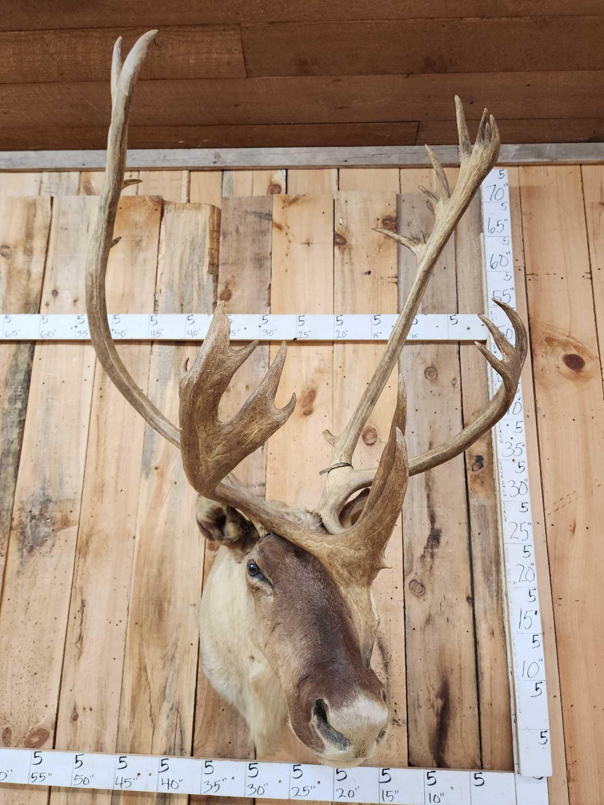 FH81 - Big Caribou Shoulder Mount Taxidermy