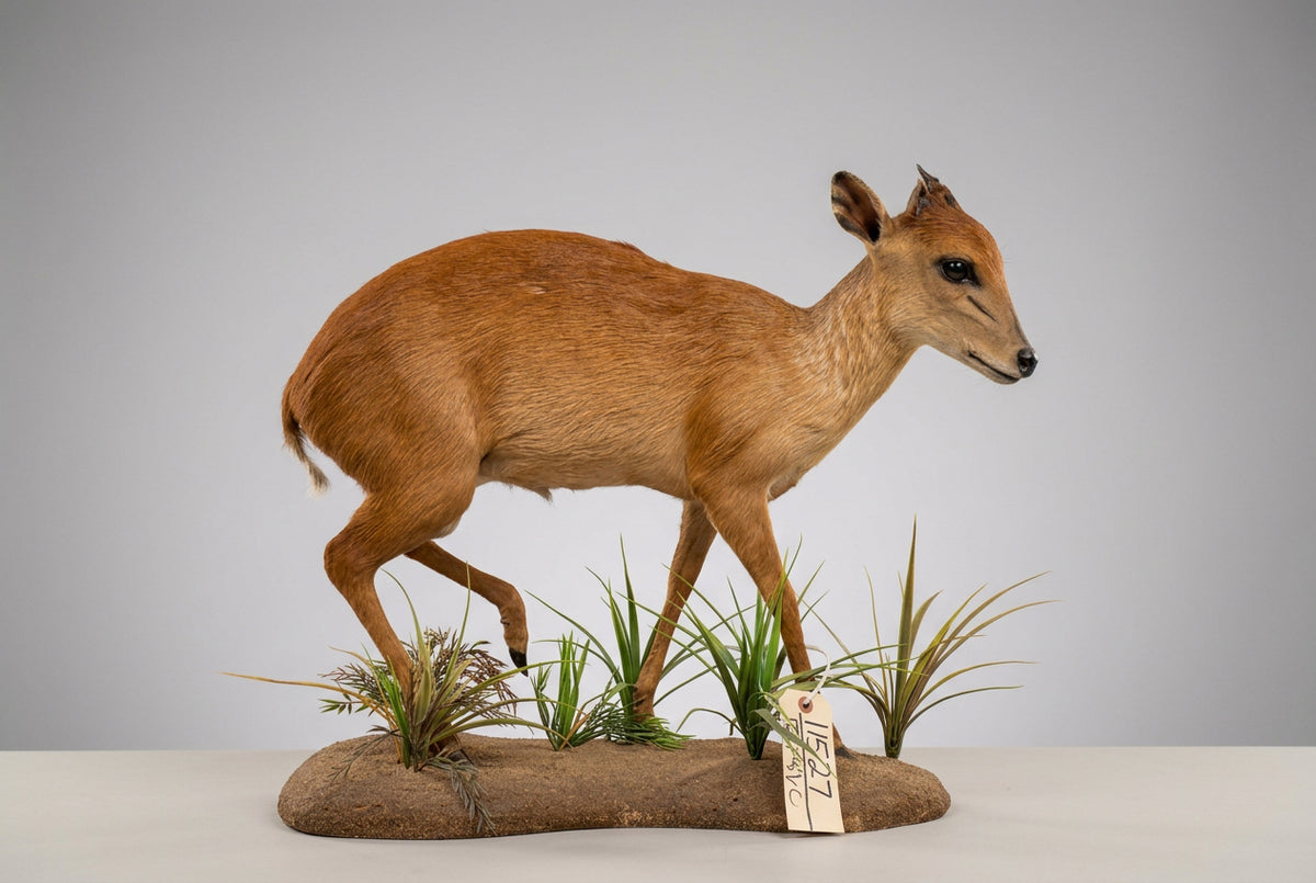 FH82c - African Red Duiker Full Body Taxidermy Mount