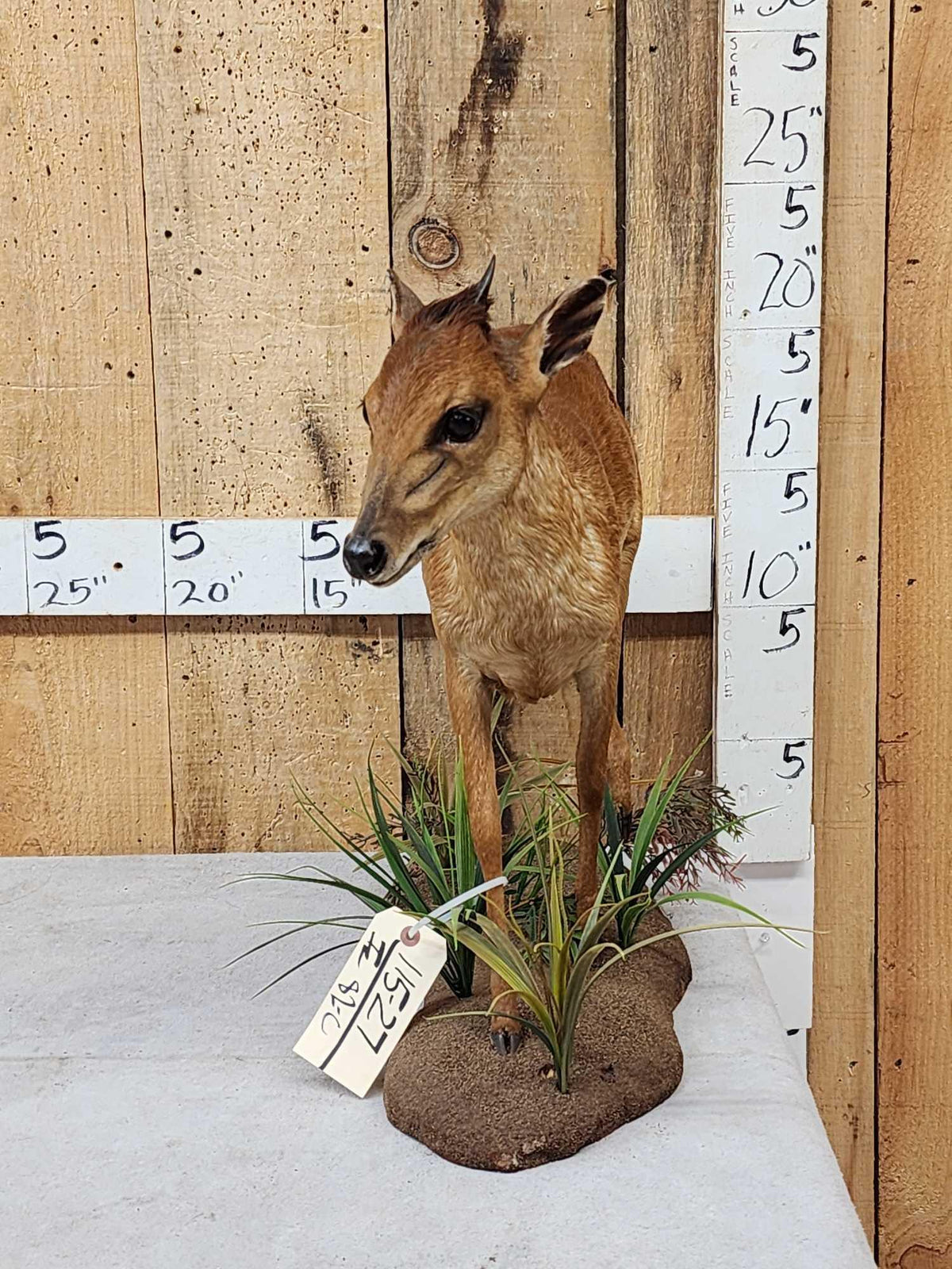 FH82c - African Red Duiker Full Body Taxidermy Mount