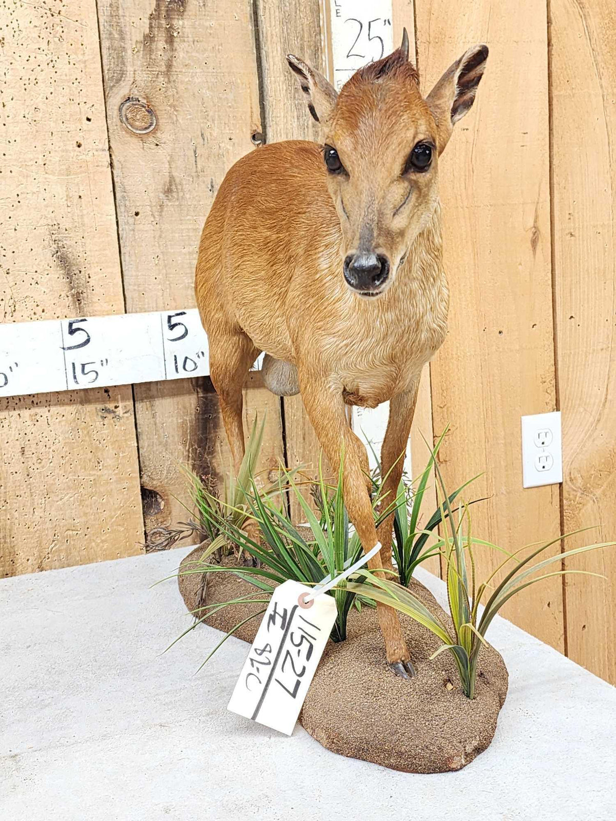 FH82c - African Red Duiker Full Body Taxidermy Mount