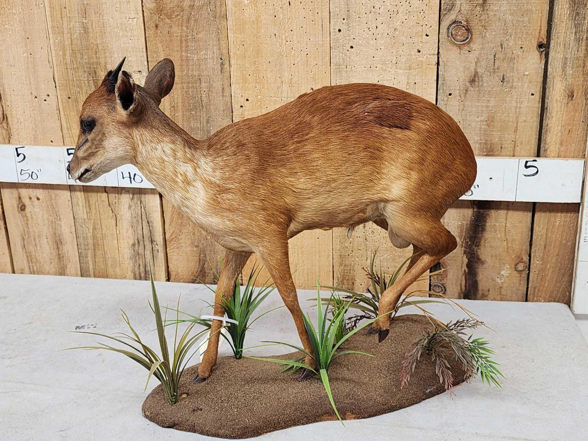 FH82c - African Red Duiker Full Body Taxidermy Mount