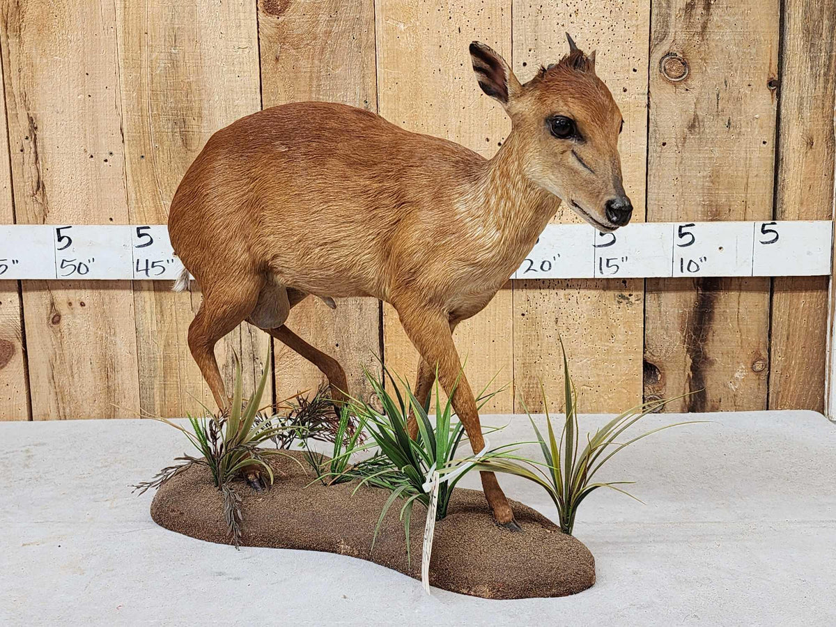 FH82c - African Red Duiker Full Body Taxidermy Mount