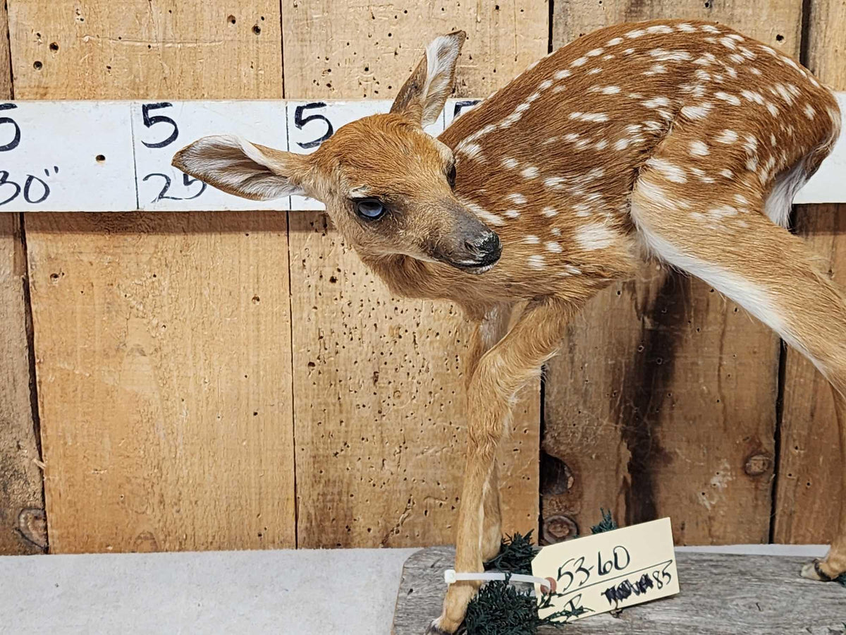 FH85 - Whitetail Fawn Full Body Taxidermy Mount