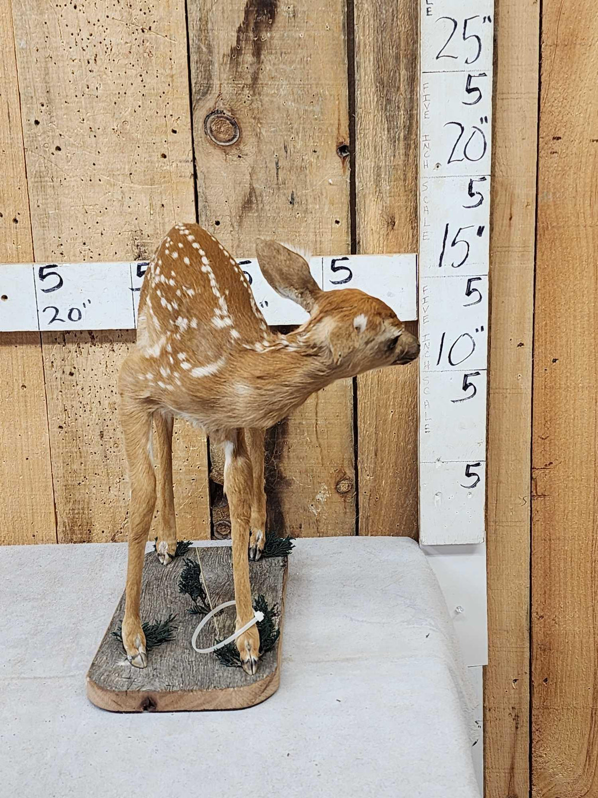 FH85 - Whitetail Fawn Full Body Taxidermy Mount