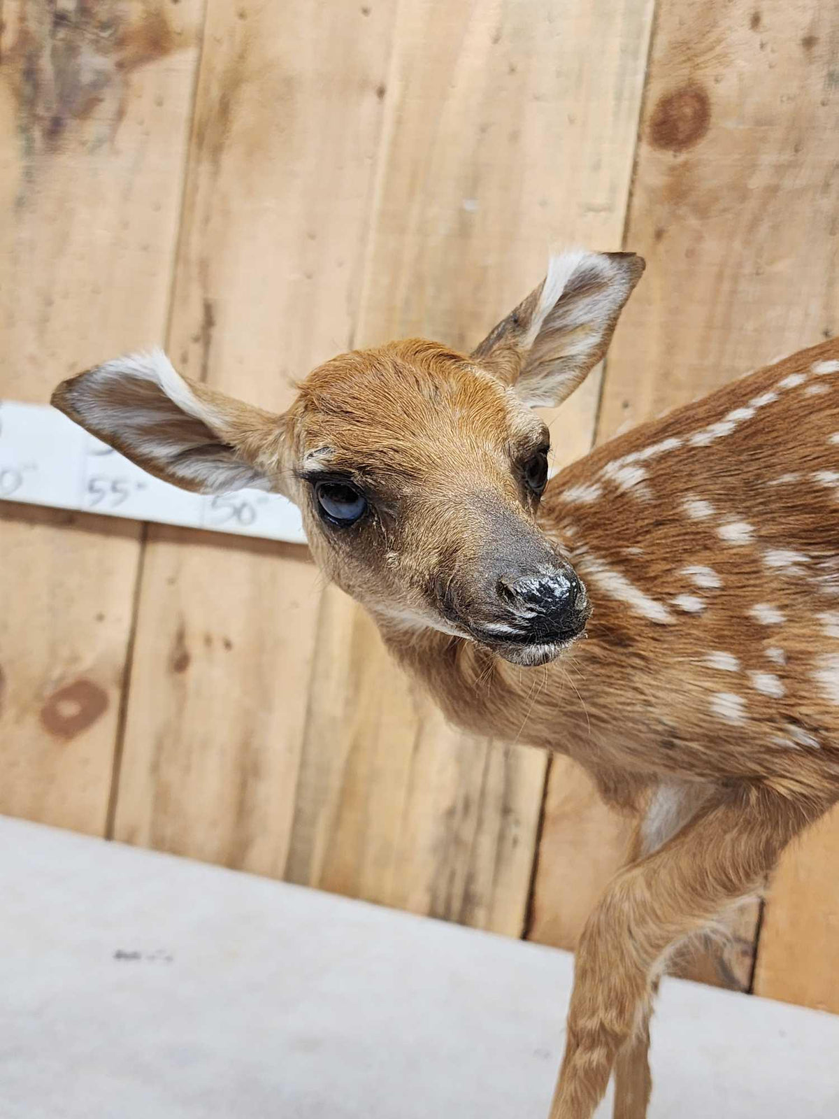 FH85 - Whitetail Fawn Full Body Taxidermy Mount