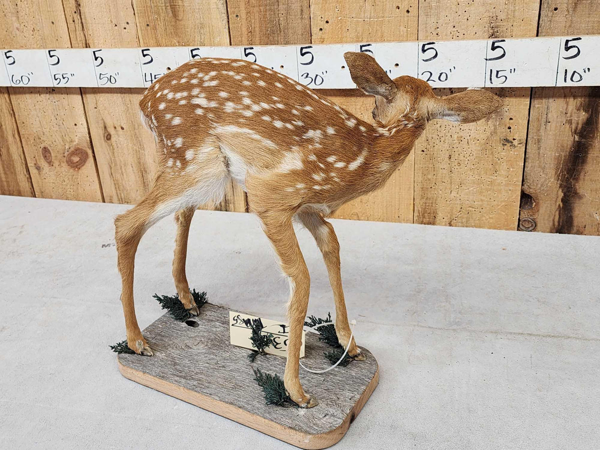 FH85 - Whitetail Fawn Full Body Taxidermy Mount
