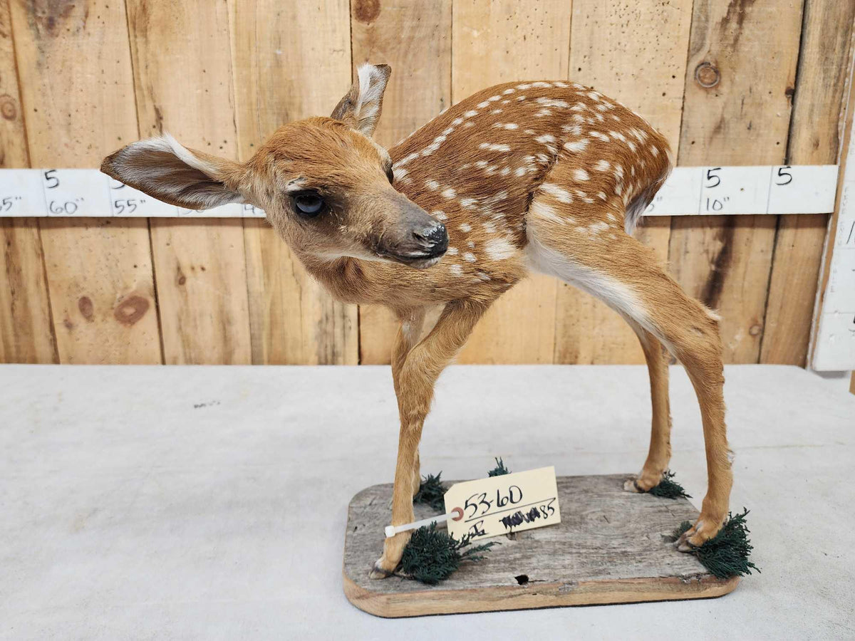 FH85 - Whitetail Fawn Full Body Taxidermy Mount
