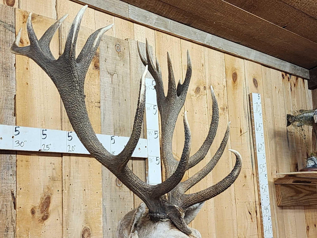 FH94C - Big Red Stag Shoulder Mount Taxidermy
