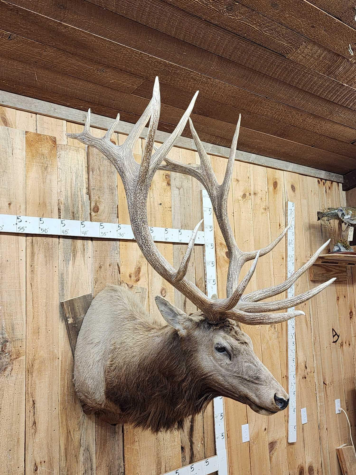 FH94a - MONSTER 480" Class Elk Shoulder Mount Taxidermy