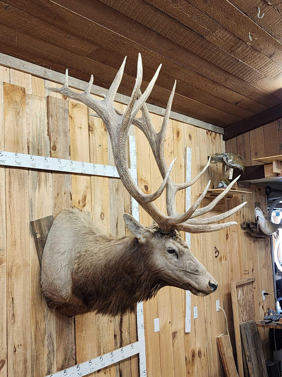 FH94a - MONSTER 480" Class Elk Shoulder Mount Taxidermy