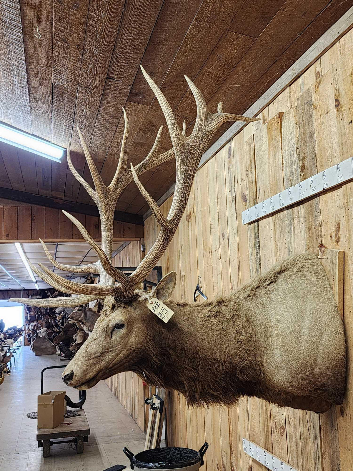 FH94a - MONSTER 480" Class Elk Shoulder Mount Taxidermy