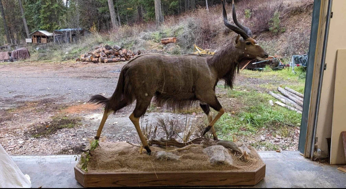 FHSAM2 - Nyla taxidermy mount