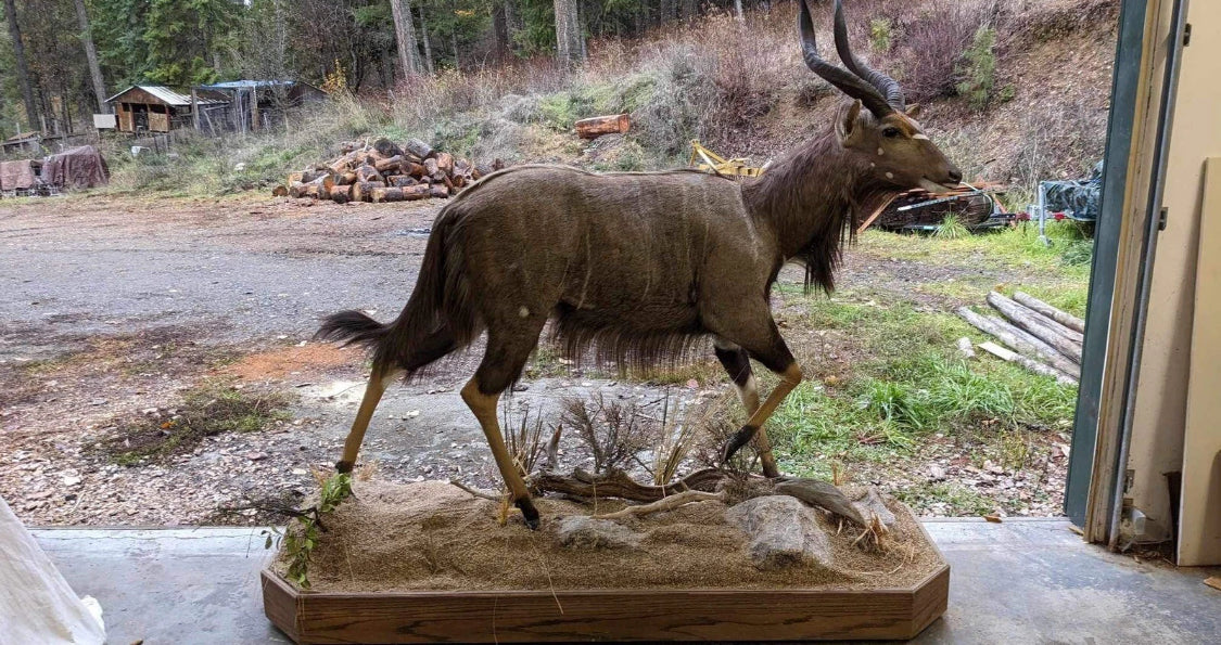 FHSAM2 - Nyla taxidermy mount