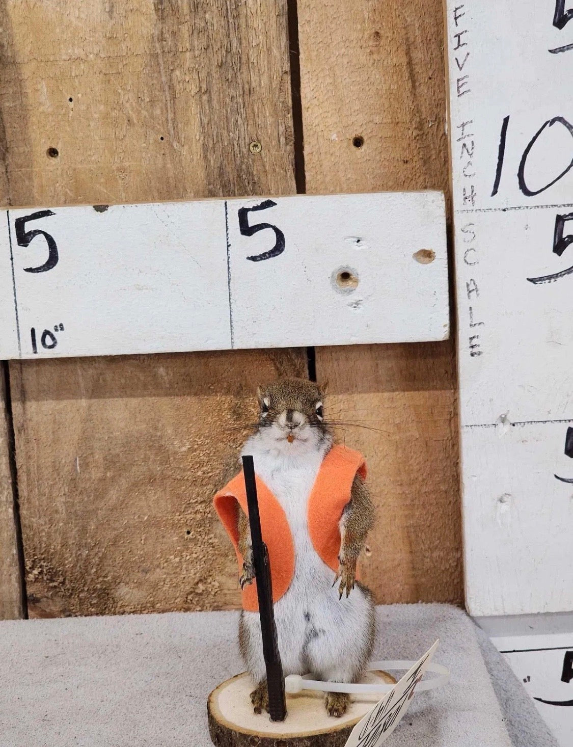 Hunting squirrel taxidermy mount