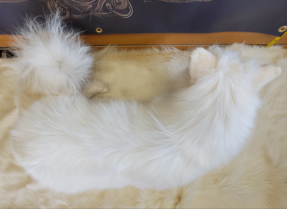 FHFOX300- Fox Softmount Taxidermy