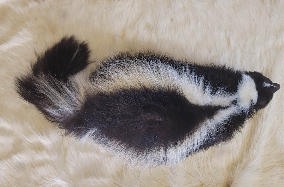 FHSKU306- Skunk Taxidermy Mount