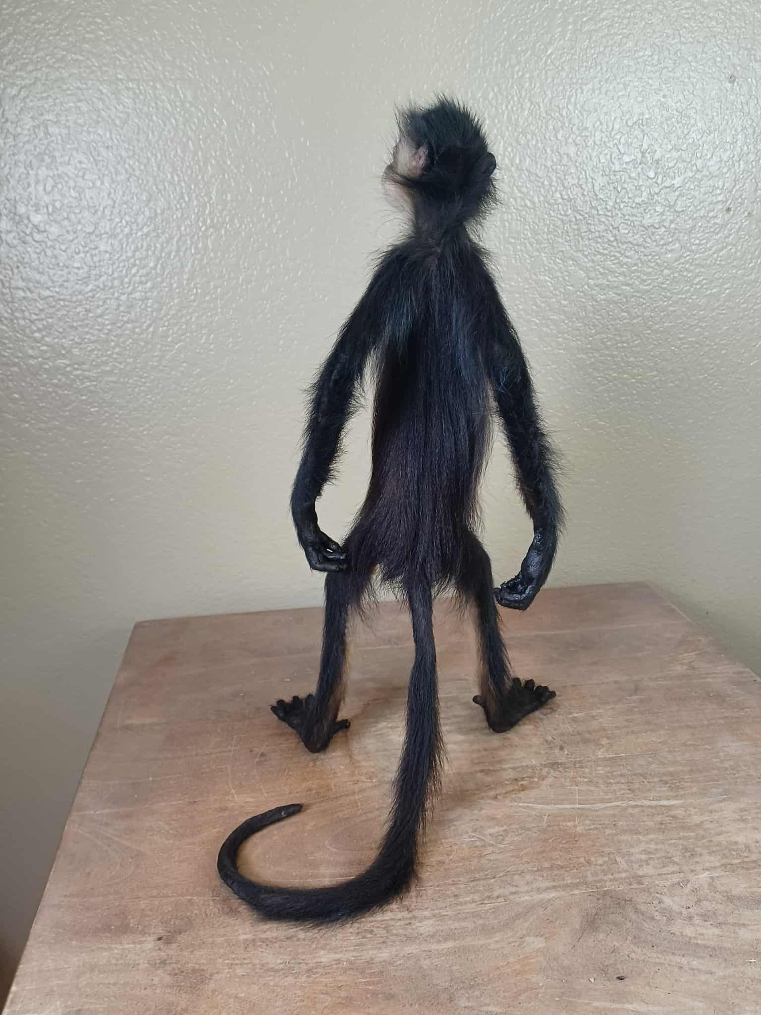 FHTAN22 - Spider Monkey real taxidermy mount