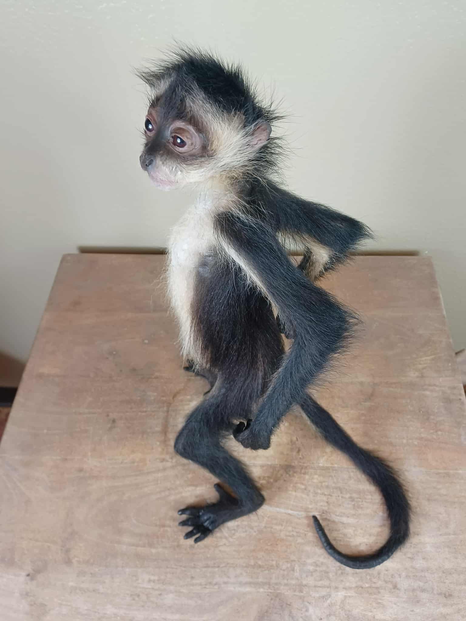 FHTAN22 - Spider Monkey real taxidermy mount