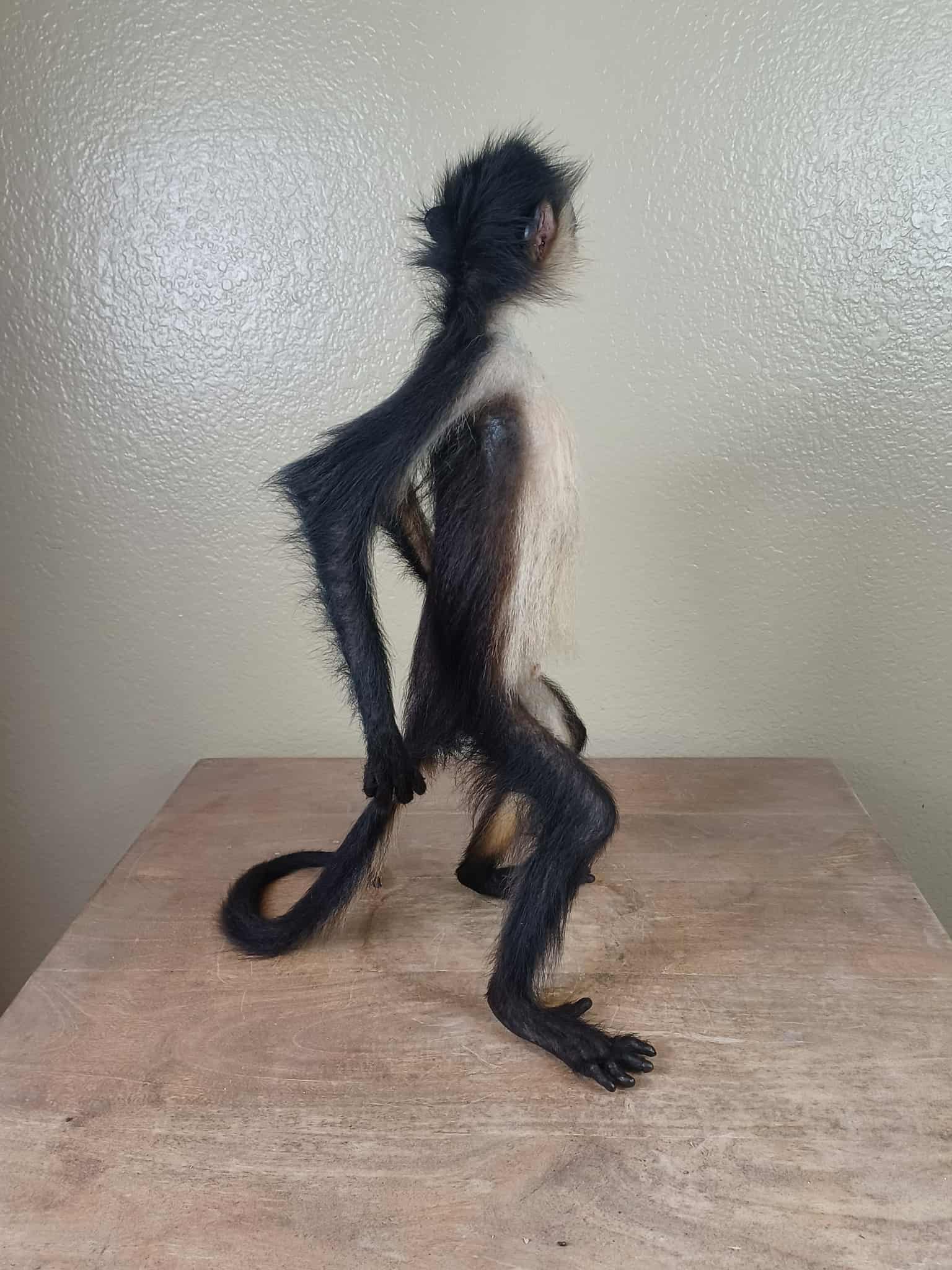 FHTAN22 - Spider Monkey real taxidermy mount