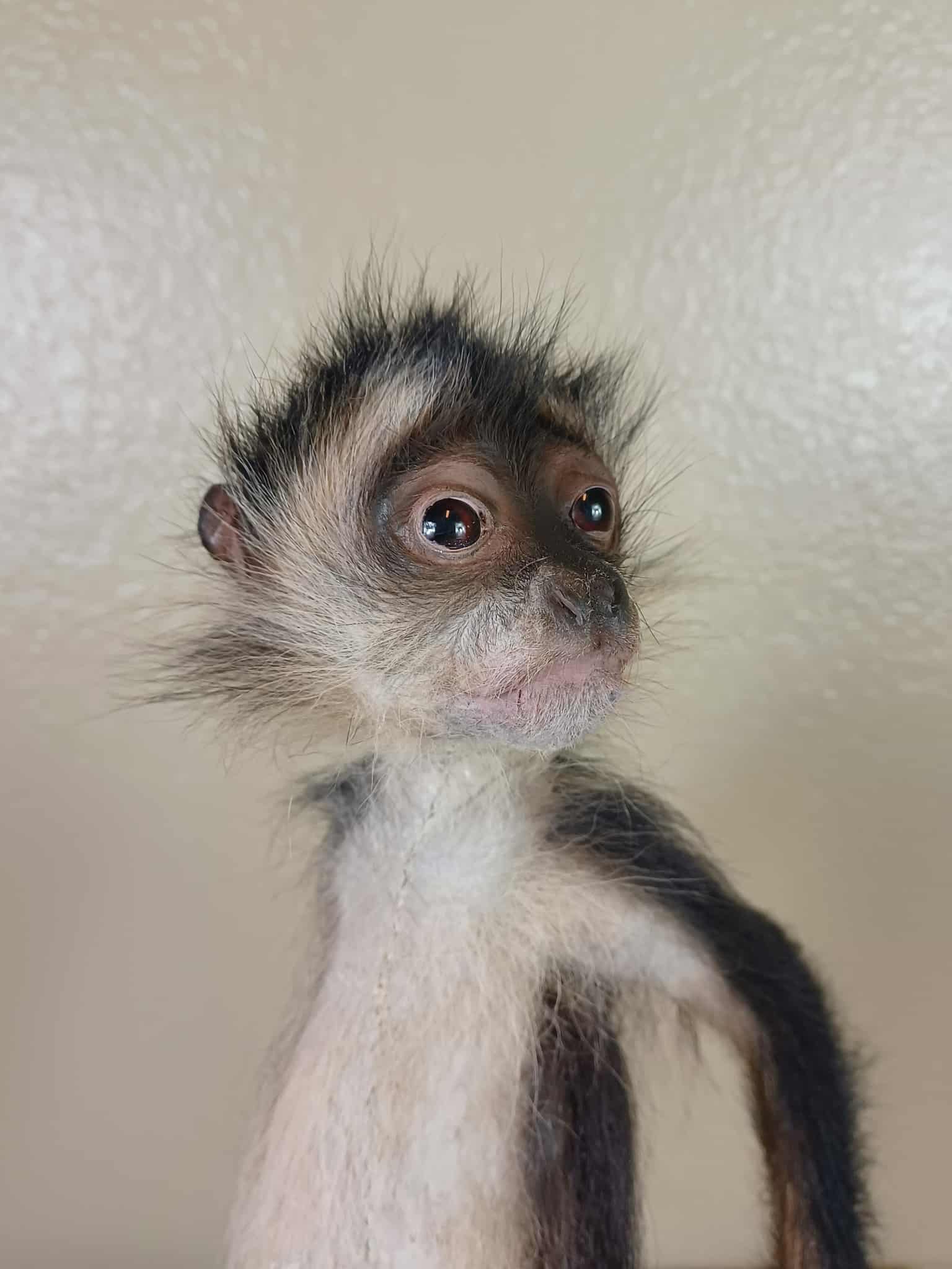 FHTAN22 - Spider Monkey real taxidermy mount
