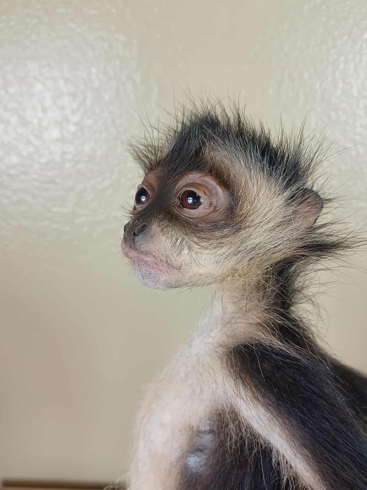 FHTAN22 - Spider Monkey real taxidermy mount