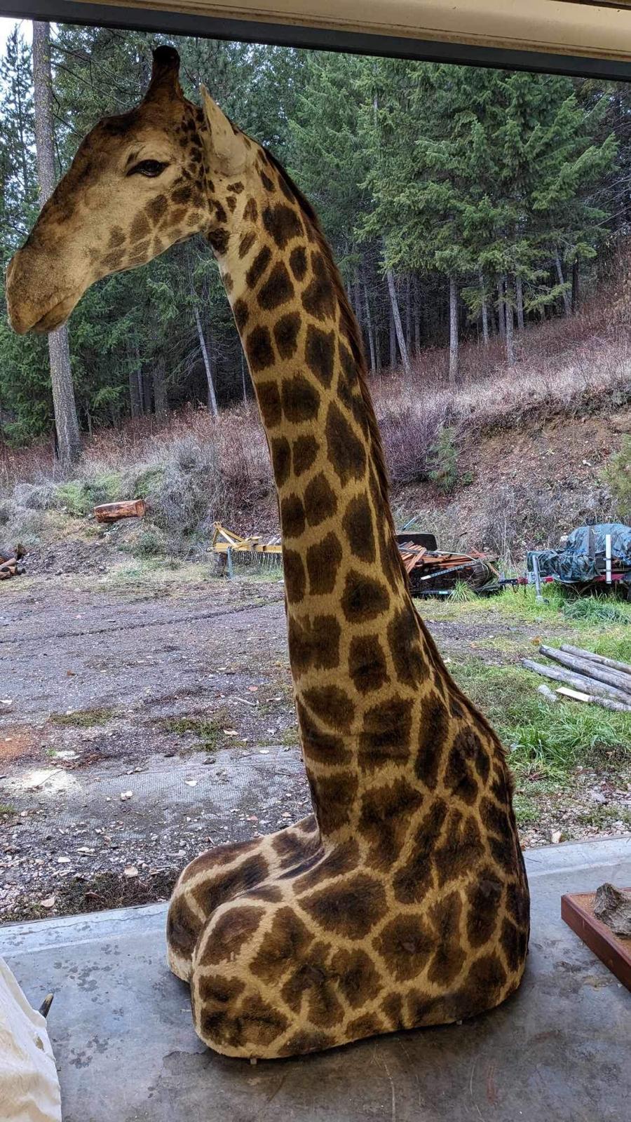 Giraffe taxidermy mount