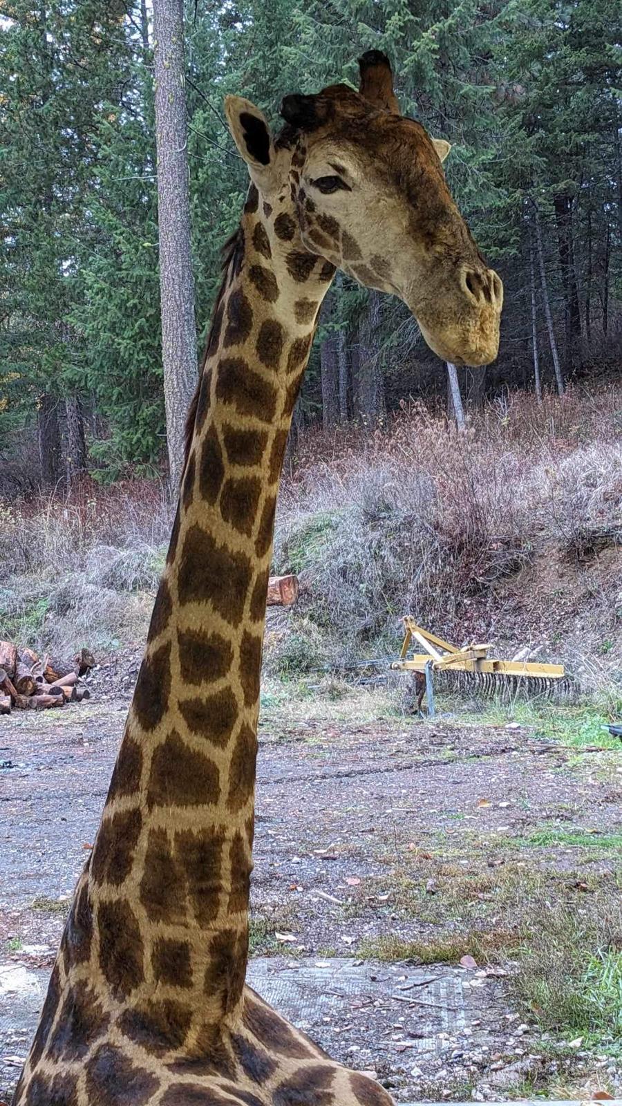 Giraffe taxidermy mount
