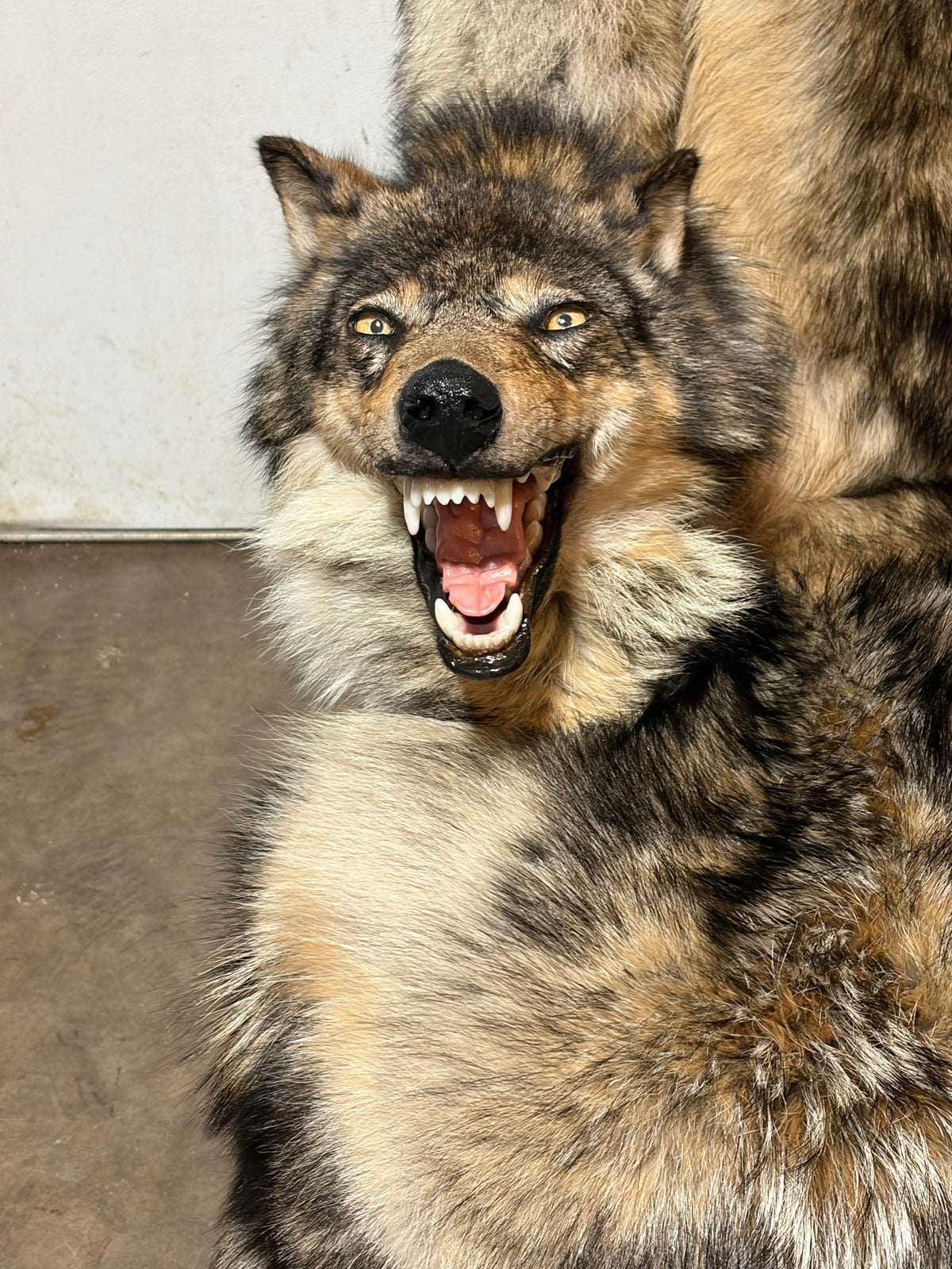 FHWL247 - real wolf chair taxidermy fur man cave