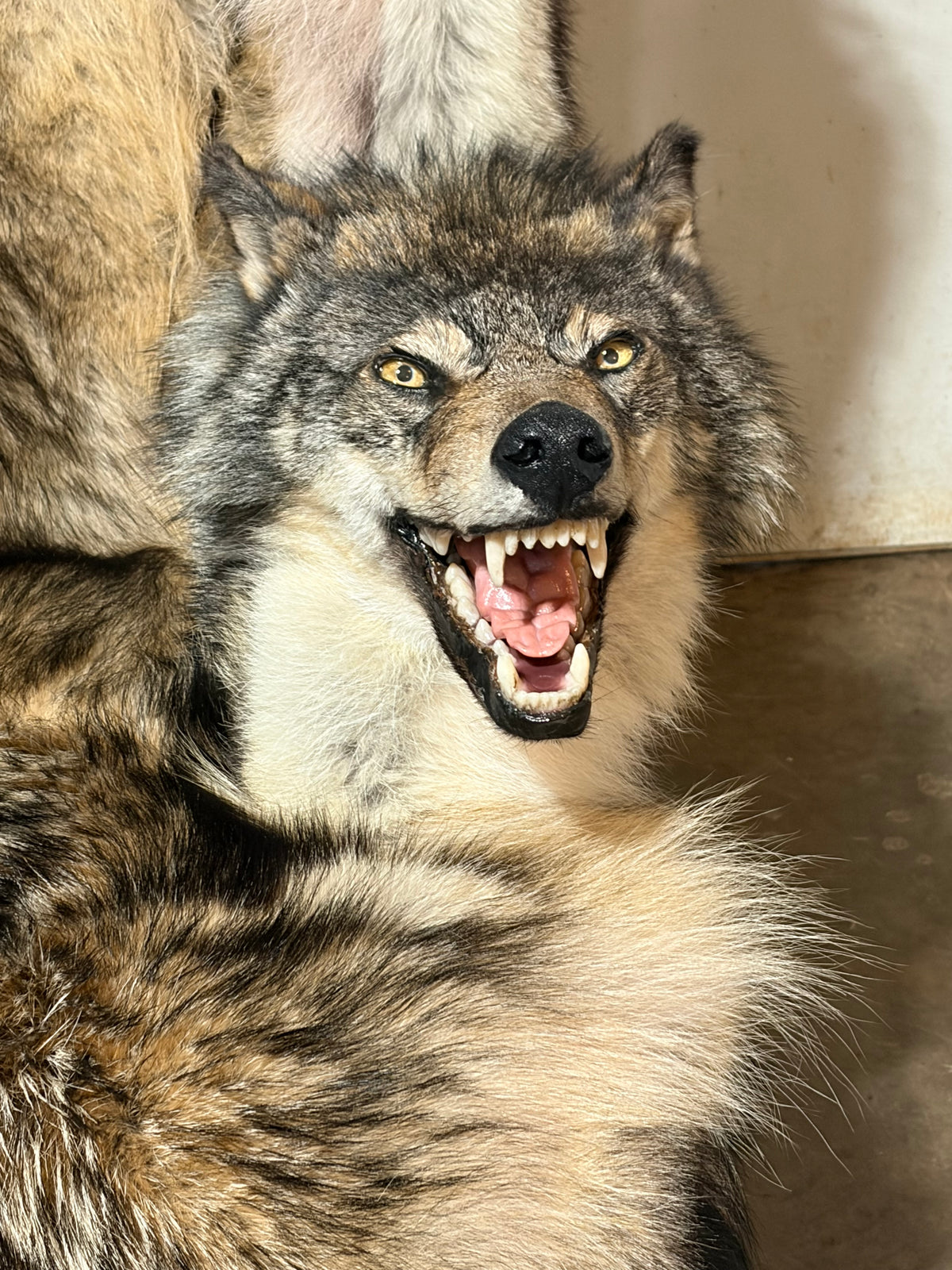FHWL247 - real wolf chair taxidermy fur man cave