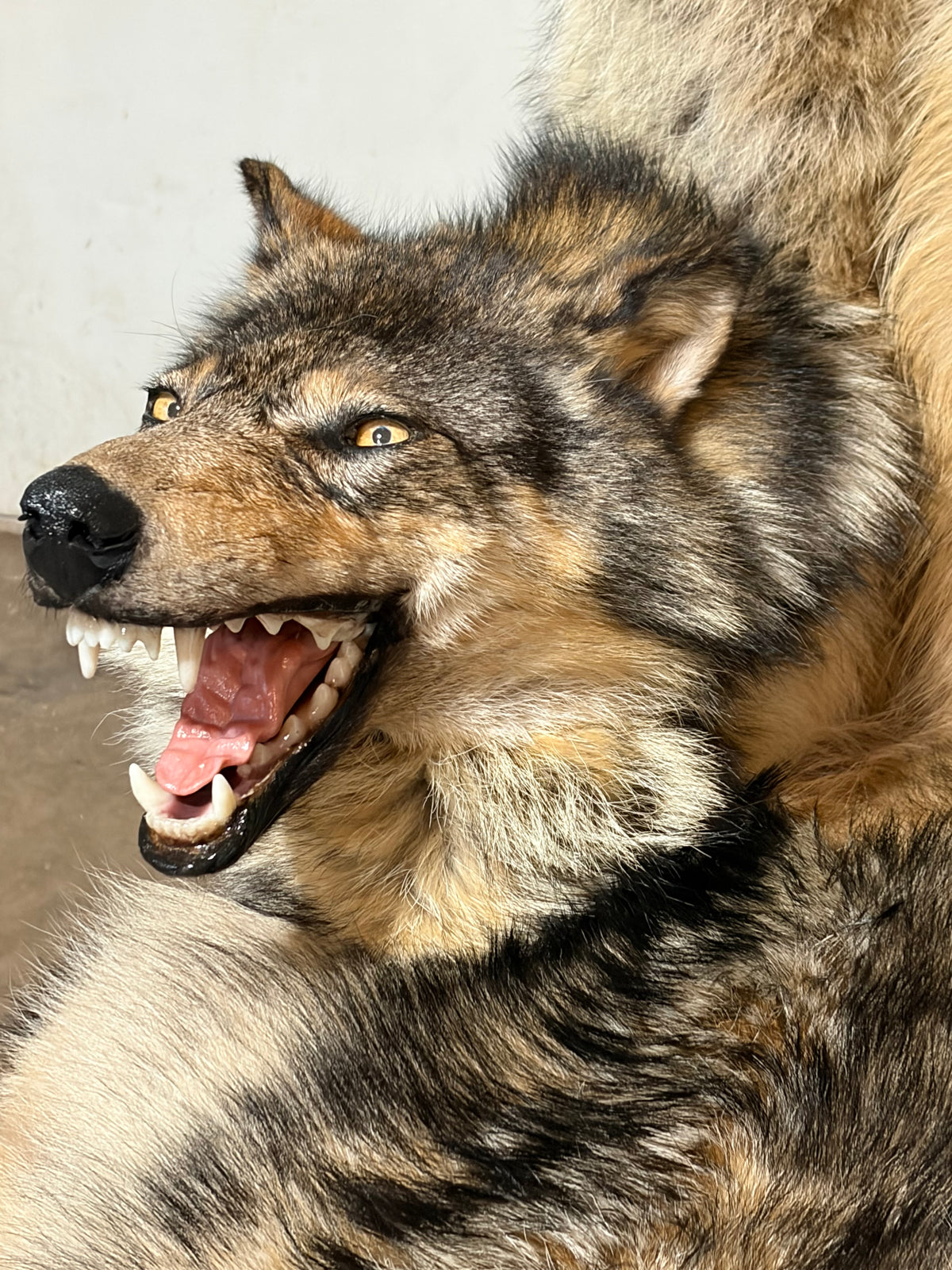 FHWL247 - real wolf chair taxidermy fur man cave