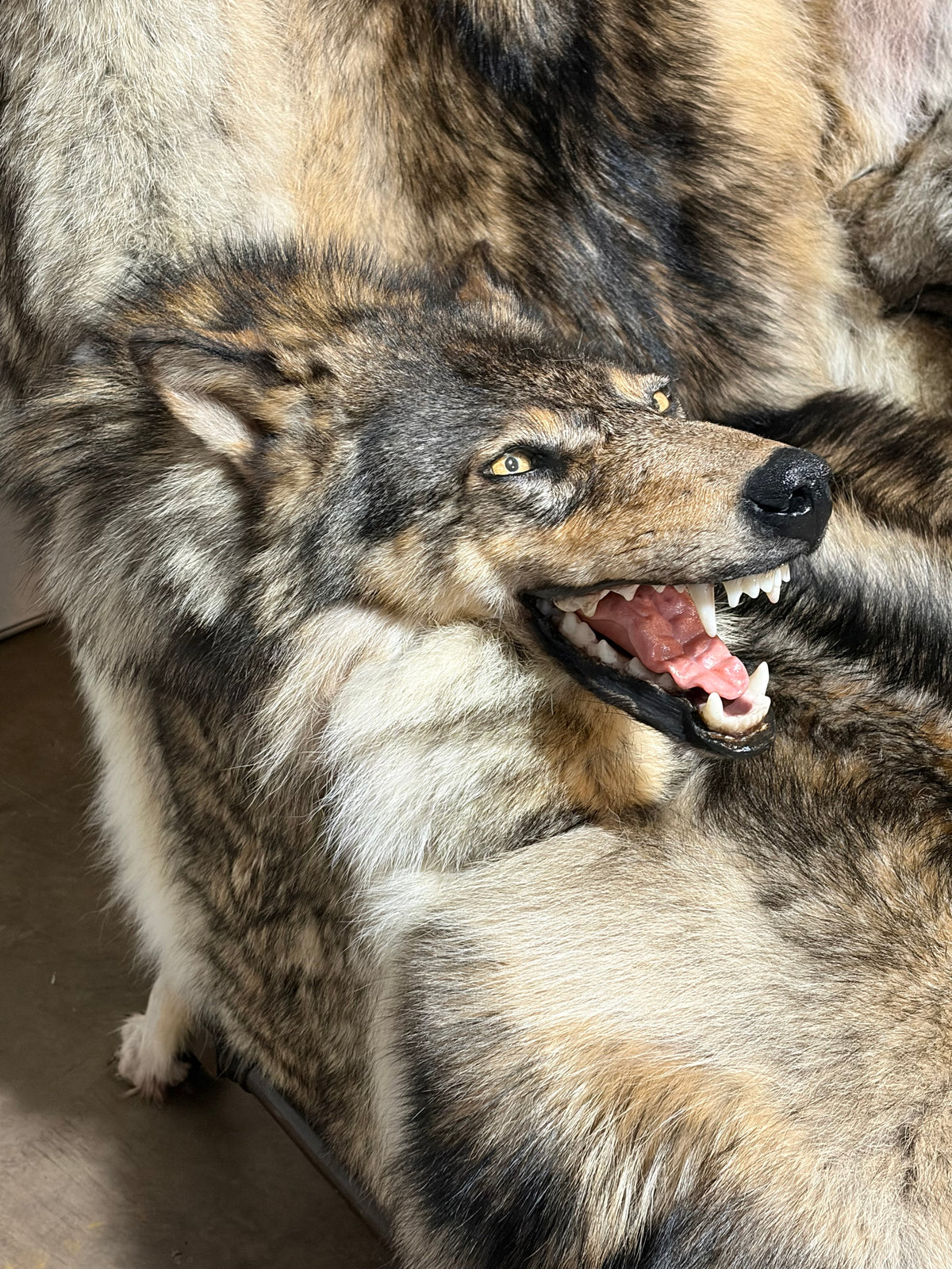 FHWL247 - real wolf chair taxidermy fur man cave
