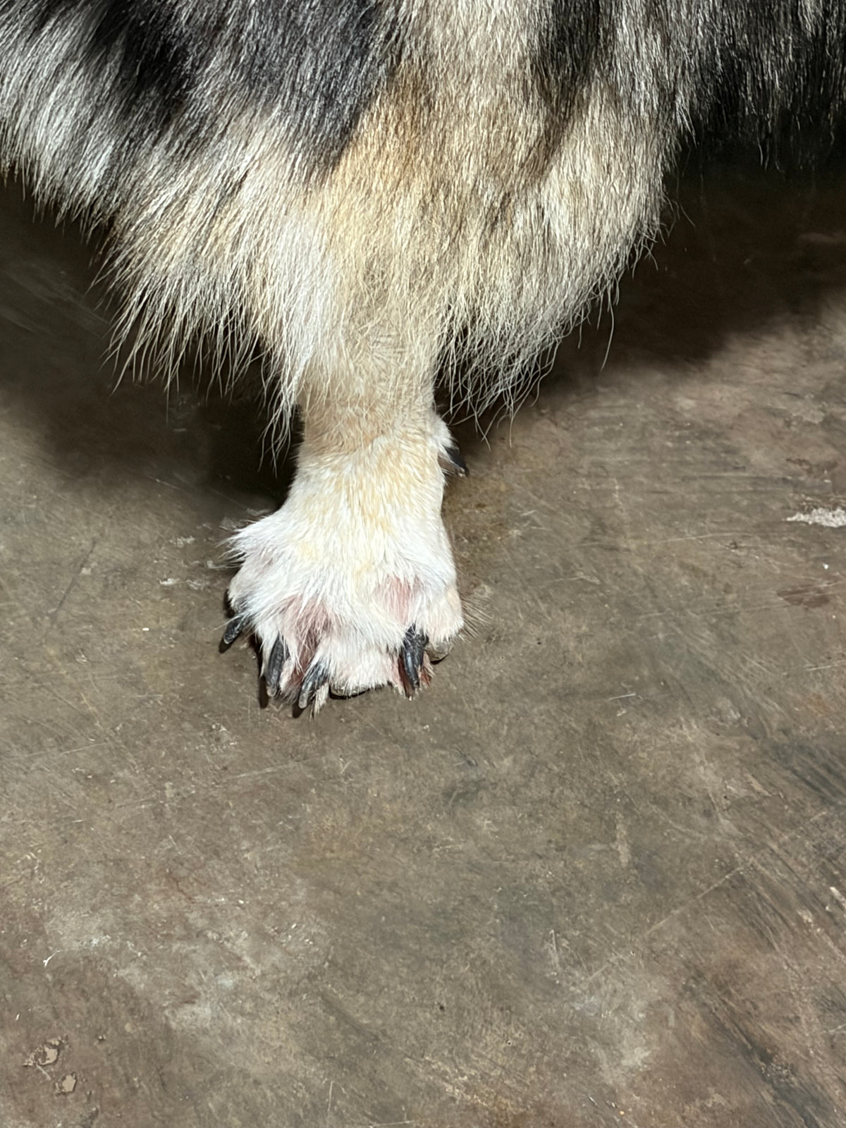 FHWL247 - real wolf chair taxidermy fur man cave