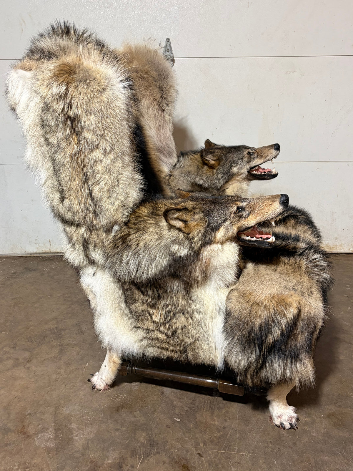 FHWL247 - real wolf chair taxidermy fur man cave