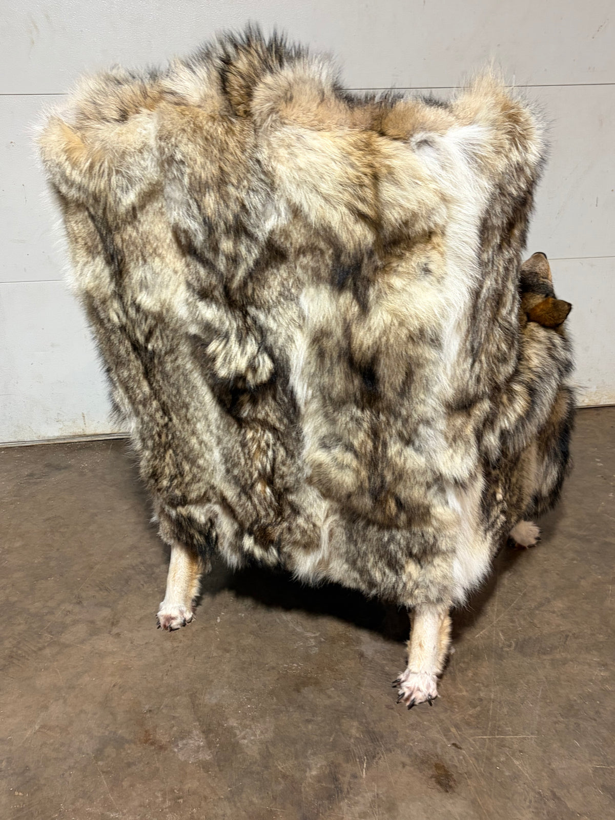FHWL247 - real wolf chair taxidermy fur man cave