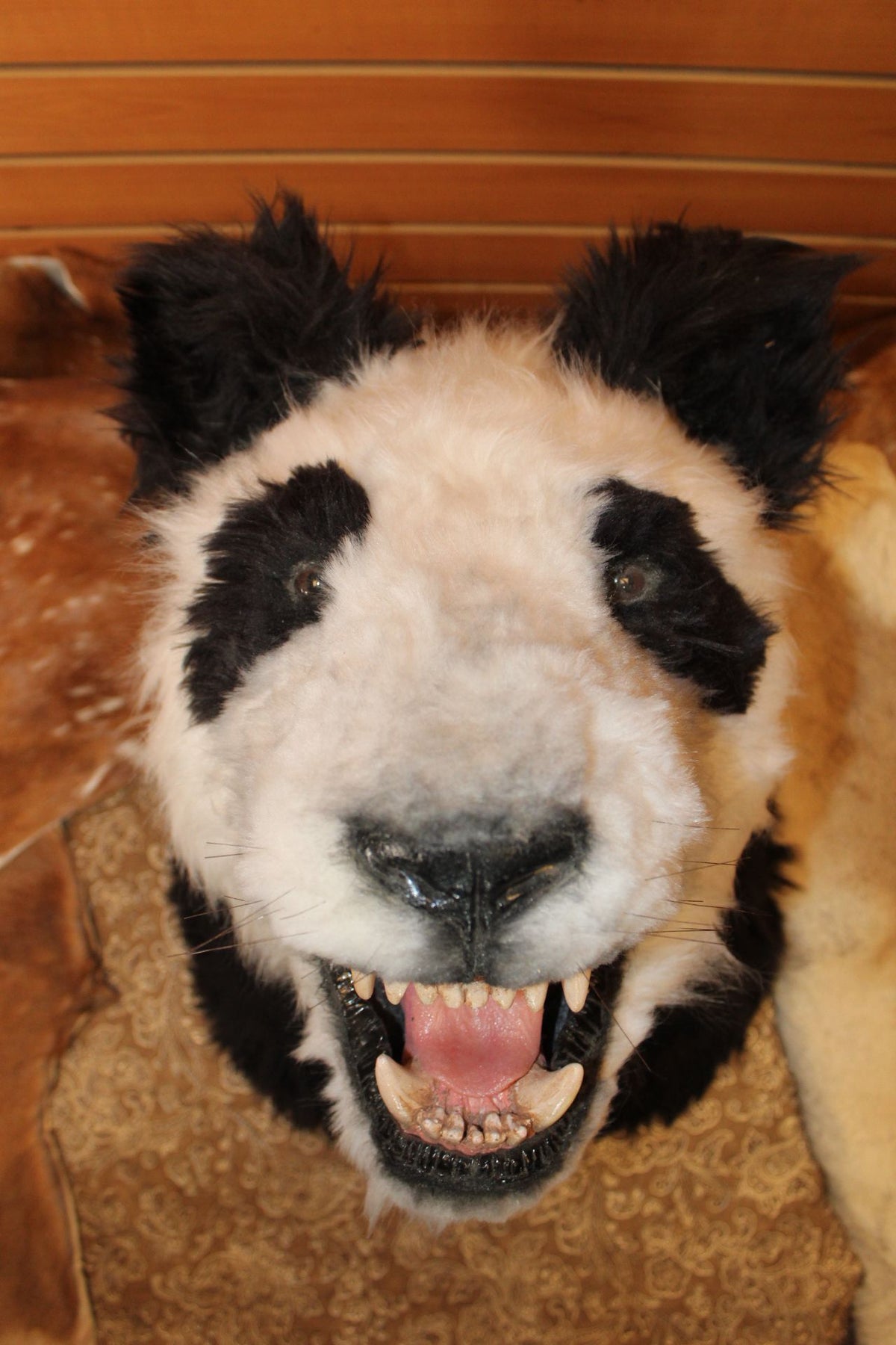FHRB01 - reproduction Taxidermy Giant Panda Shoulder Mount