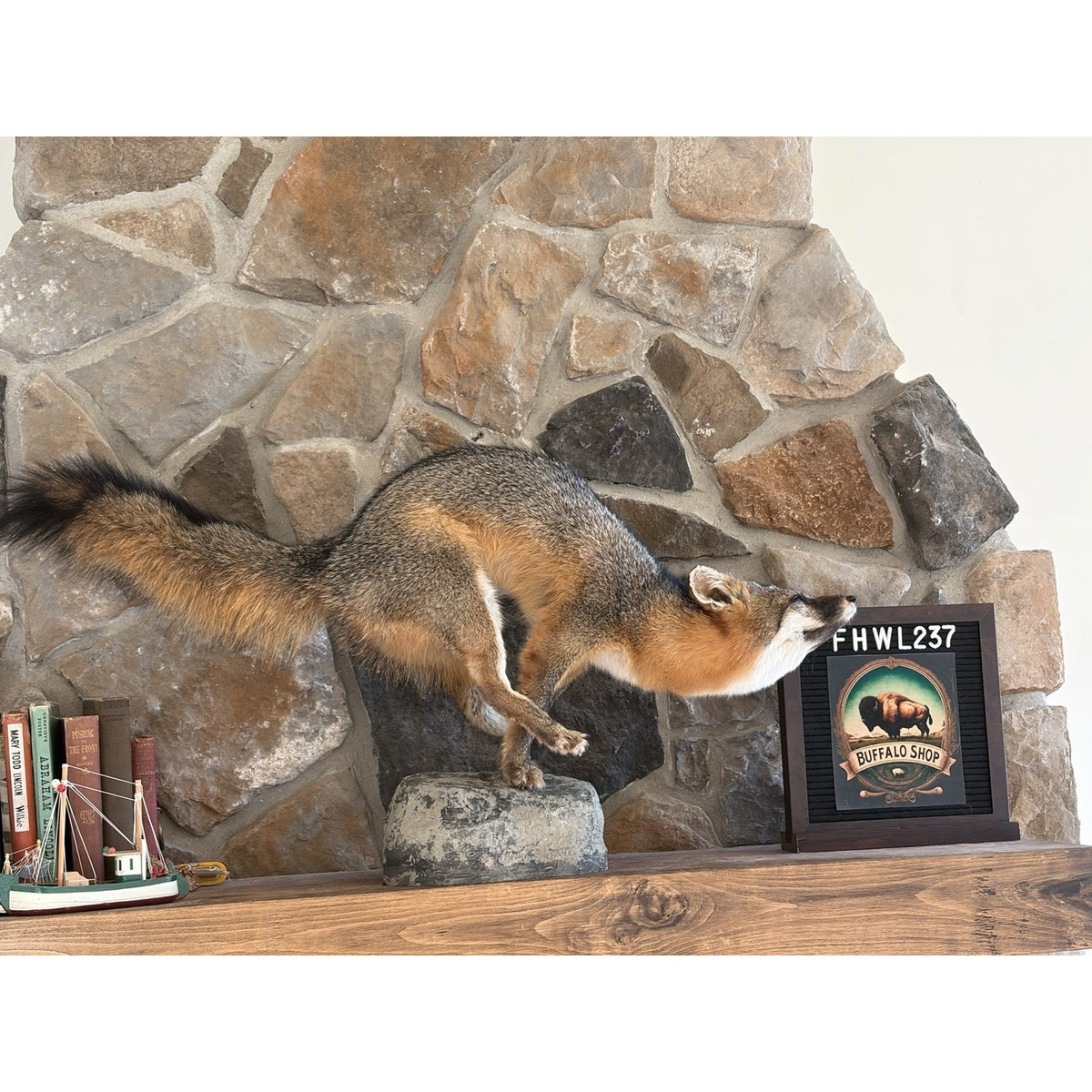 FHWL237- Grey Fox Taxidermy Full Body Mount Cabin Camp Man Cave