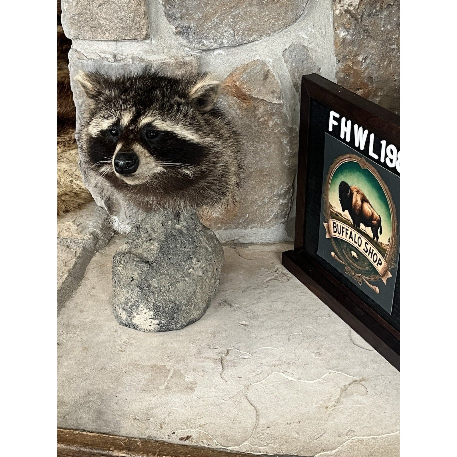 FHWL198 -Raccoon Pedestal Taxidermy Mount