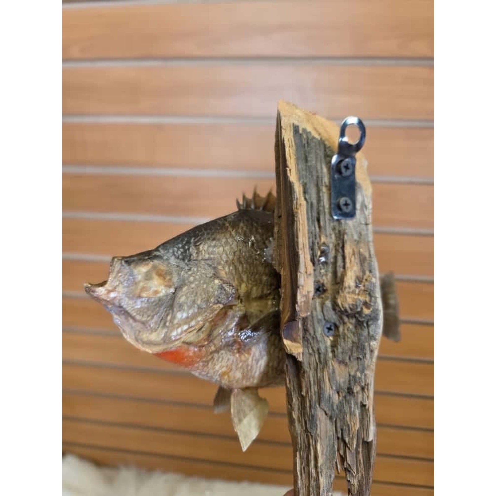 JTV208 - bluegill 10 1/2" Real Skin Fish Taxidermy
