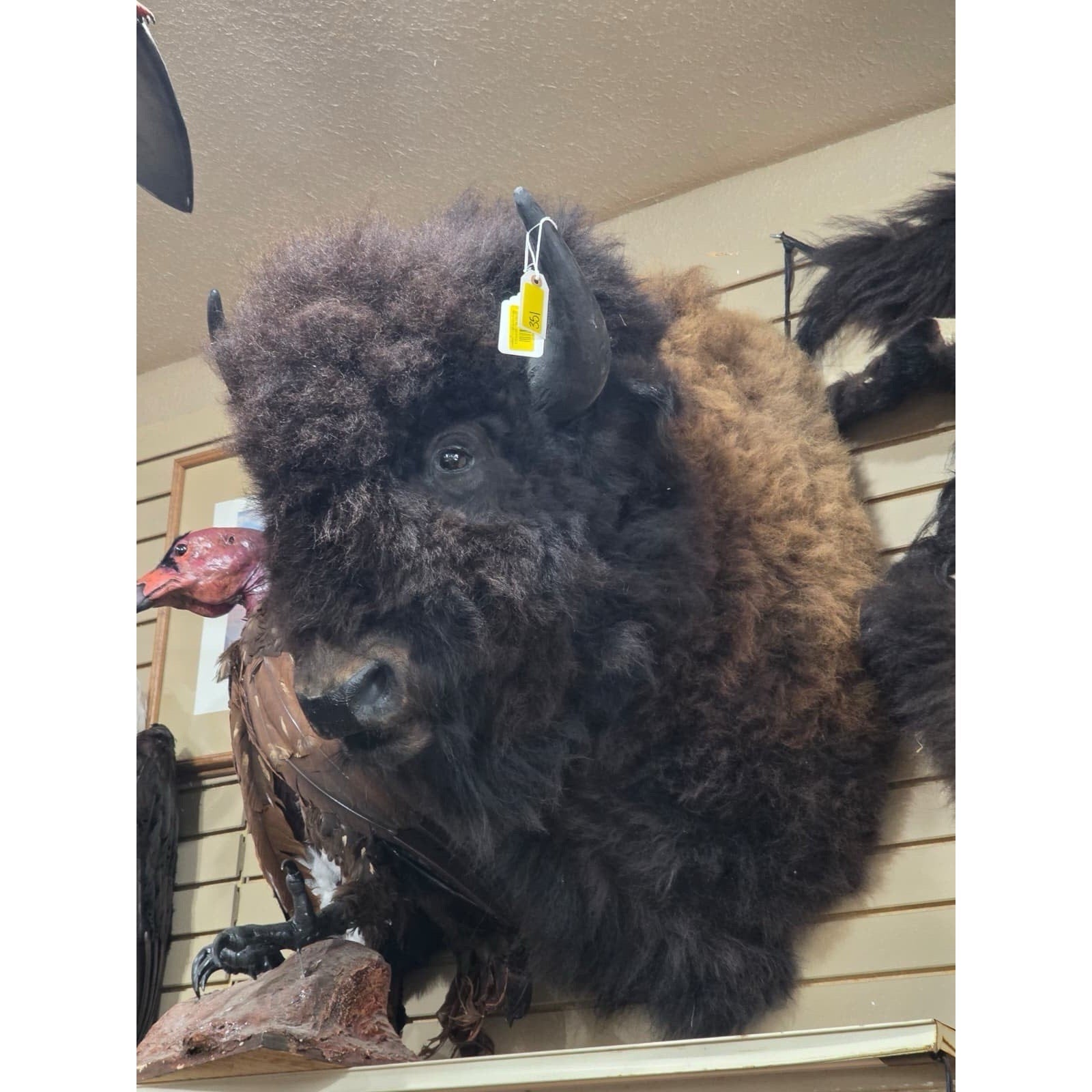 FHDAR351- XL Buffalo Bison Taxidermy Shoulder mount Free Shipping