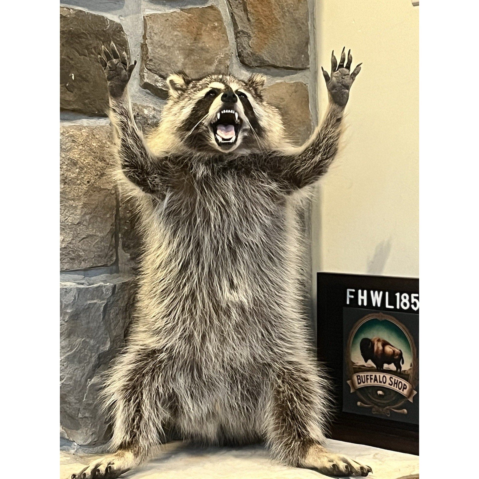 FHWL185 -premium Fat Raccoon Taxidermy Mount