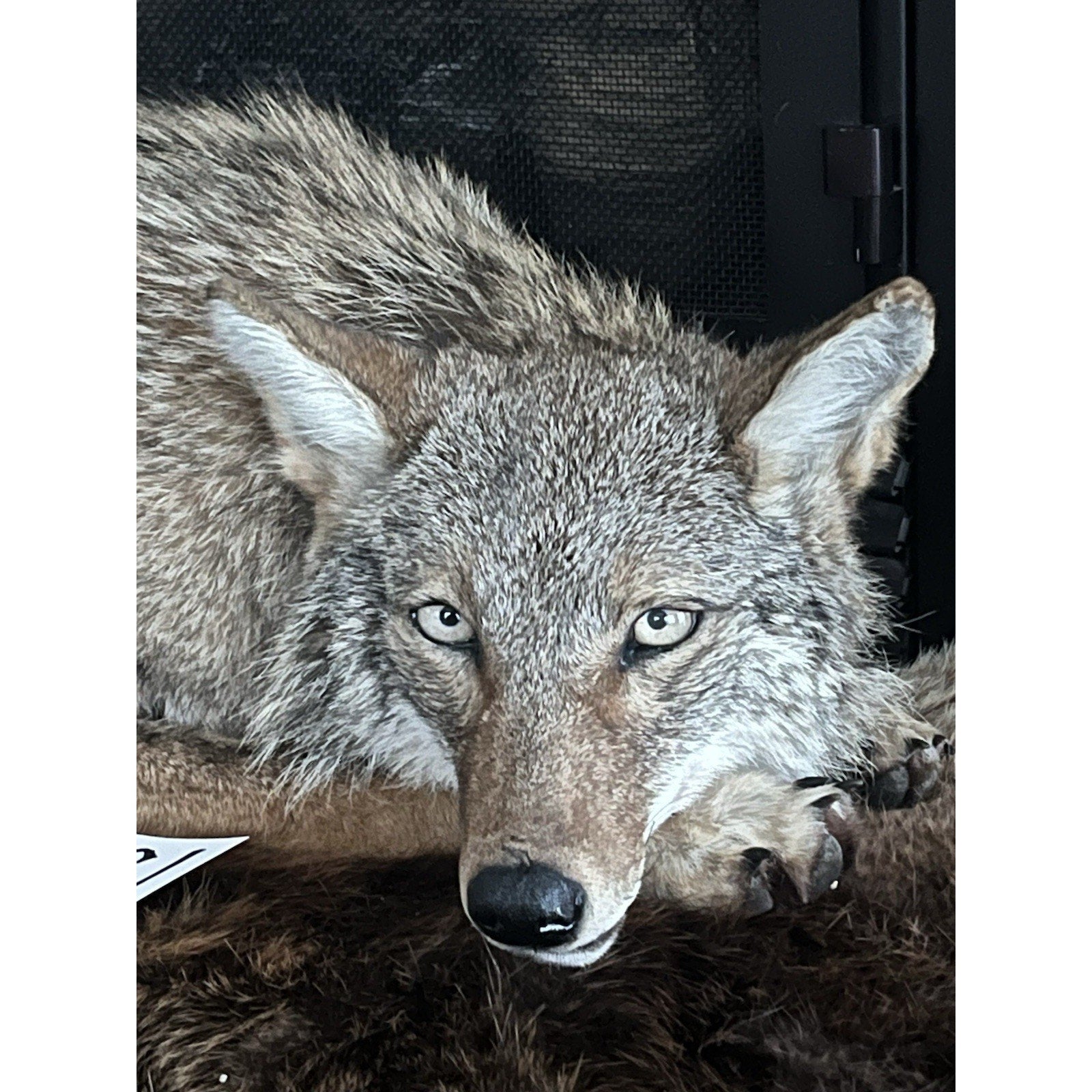FHWL61 - Coyote Museum Quality Wall mount Taxidermy