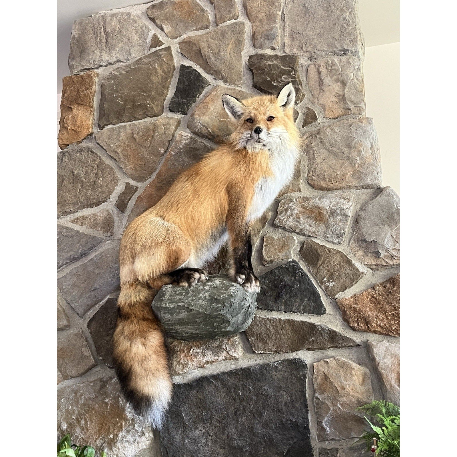 FHWA0914 - Red Fox Taxidermy Full Body Mount