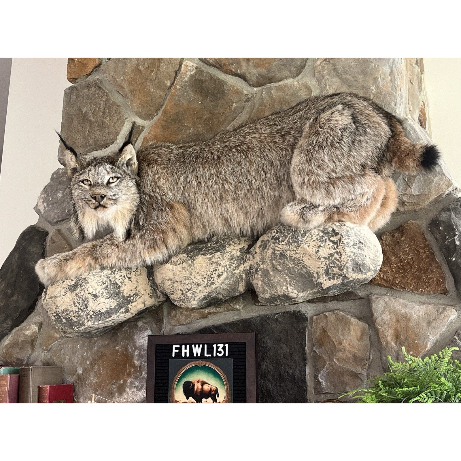 FHWL131 - Alaskan Lynx Taxidermy Full Body Mount Prime Fur