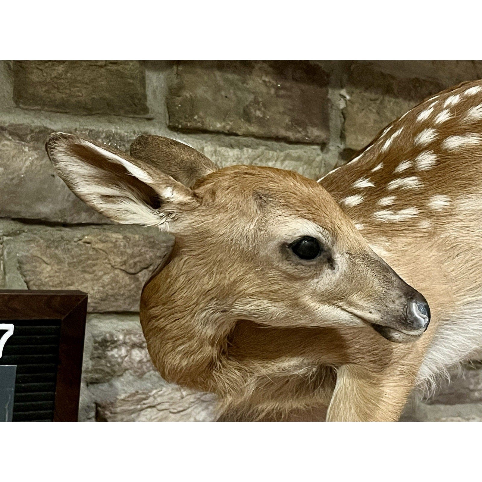 FHWL137 - Fawn Lifesize Taxidermy Mount Free Standing
