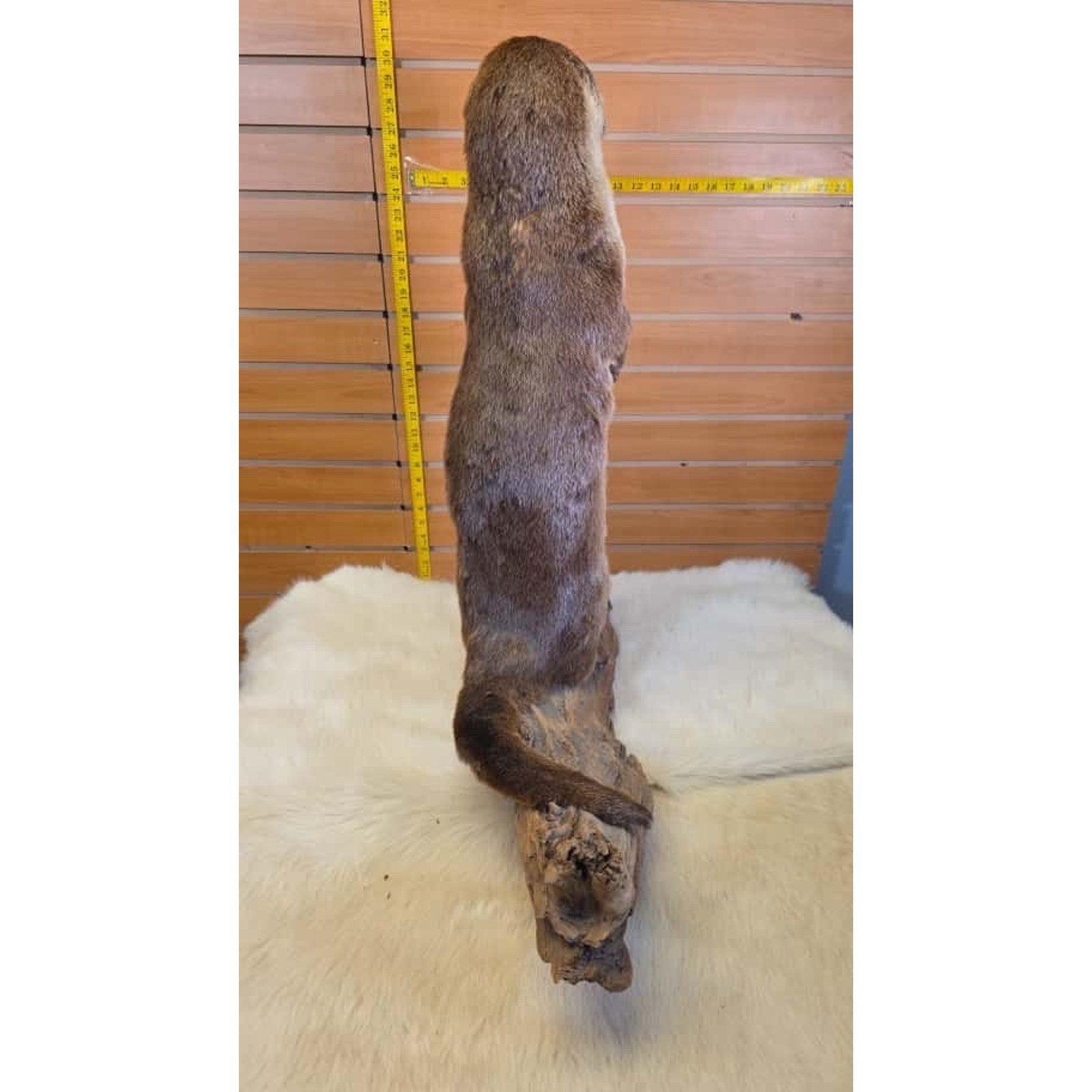 FHMN22-Otter full body taxidermy mount