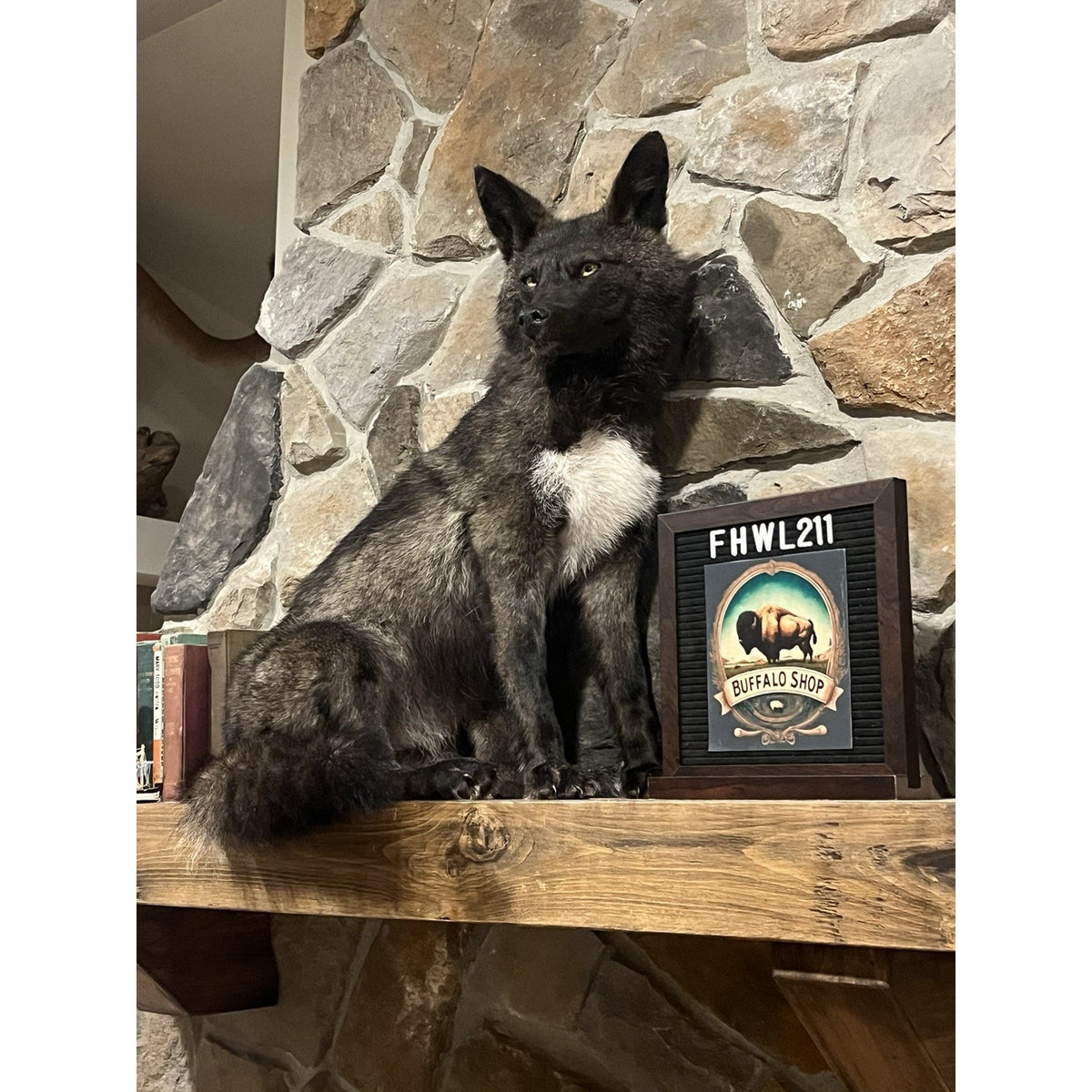 FHWL211 - Coyote Wall mount Taxidermy