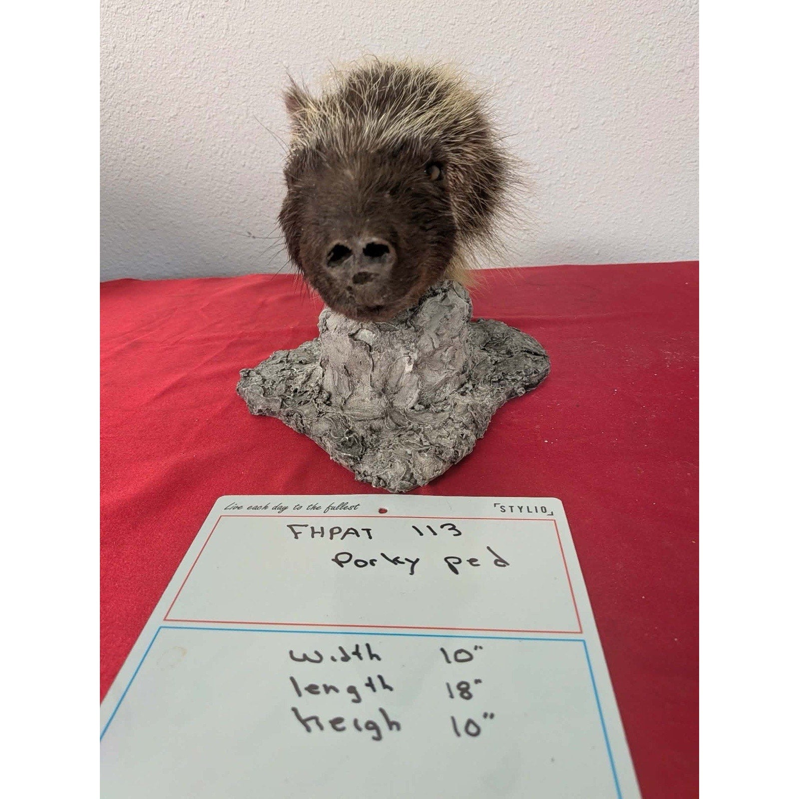 FHPAT113- Beautiful Montana Prime Winter Porcupine Shoulder Taxidermy Mount